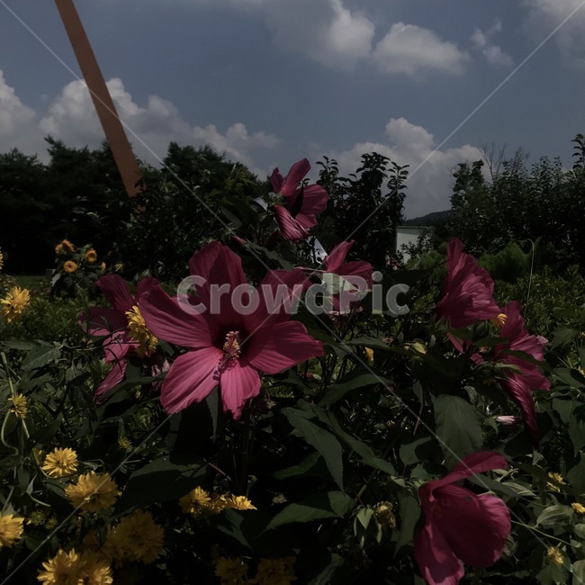 꽃,식물,어두운,무거운,제라늄,식물,자연,plants,nature,꽃,flower