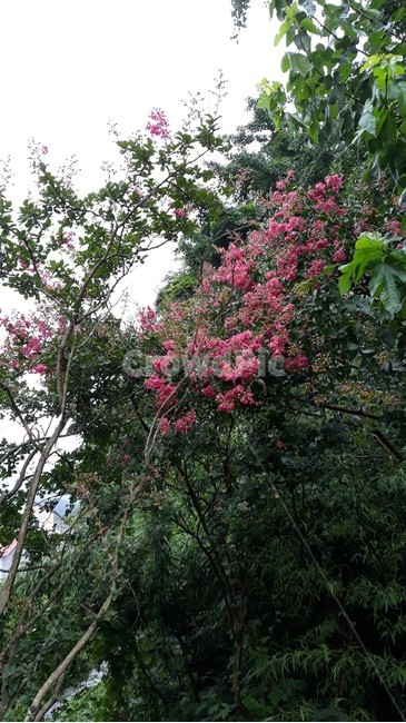 백일홍,꽃,나무,무등산,무등산백일홍