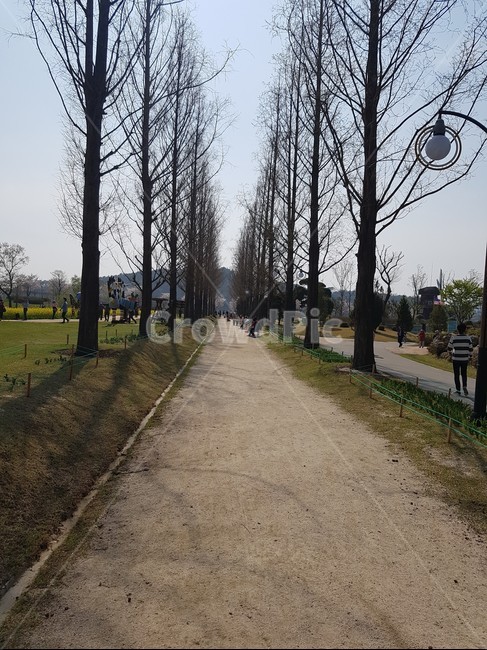 나무,길,메콰,풍경,순천,자연,풍경,nature,landscape,asphalt,아스팔트,path,통로