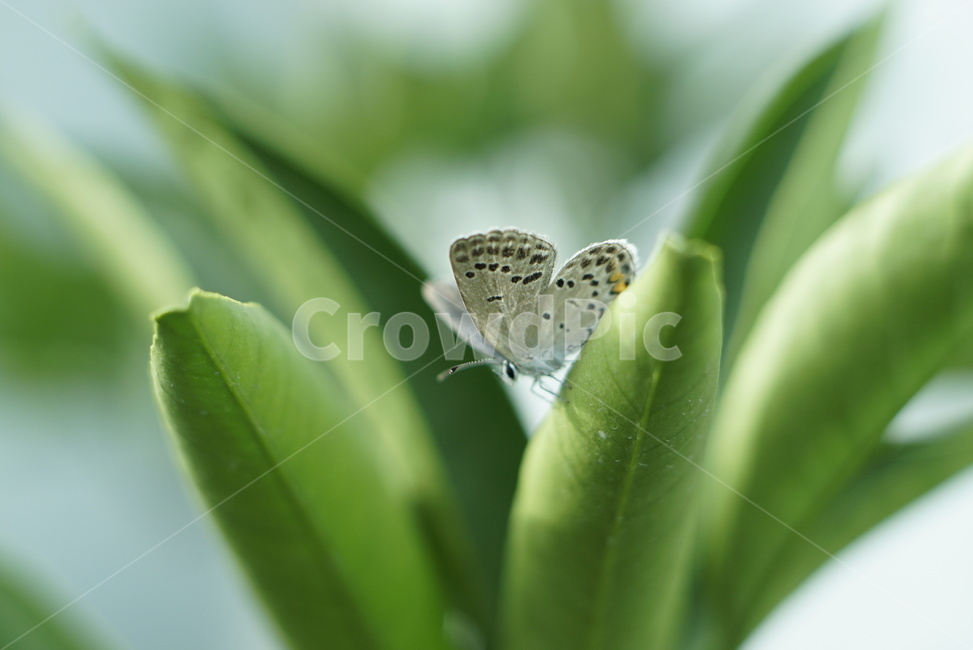 부전나비,나비,접사,초접사,곤충,자연,nature,butterfly,풀잎,insect,동물,animal,곤충,벌레,insect,bug