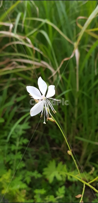 바늘꽃,흰꽃,그리움,꽃술,꽃
