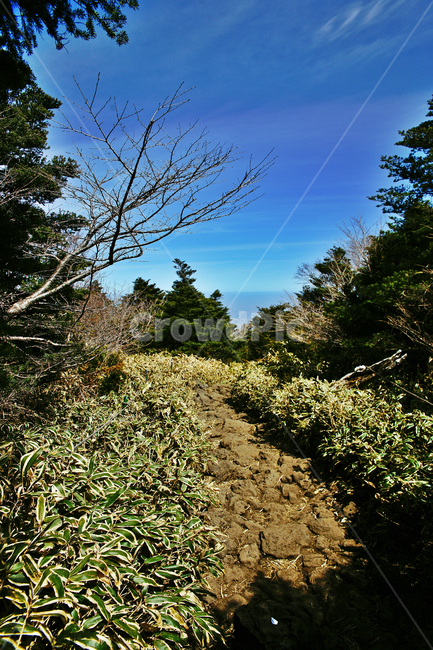 화산석,현무암,탐방로,등산로,한라산,제주도,한라산국립공원,푸른하늘,숲,조릿대