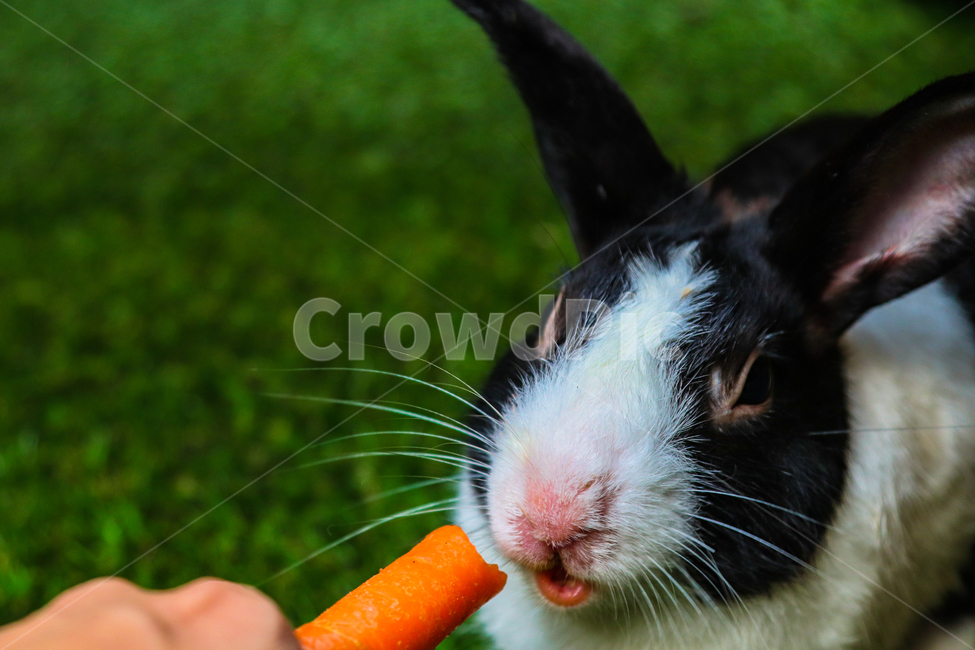 토끼,당근,먹는,풀,동물,동물,animal,포유류,mammal