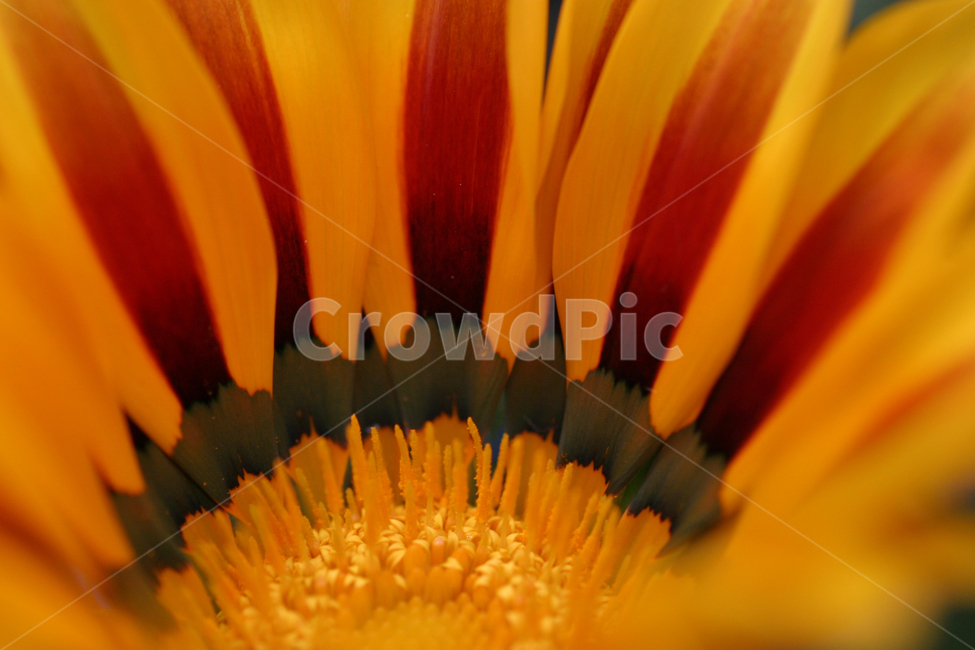 꽃,가자니아,노란색,색채,꽃사진,식물,자연,plants,nature,꽃,flower