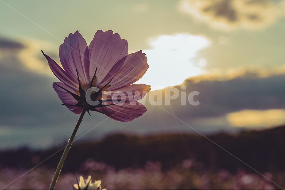 가을,코스모스,따뜻함,일몰,연분홍색,핑크색,우아한,beautiful,예쁜,화려한,정원,garden,계절,season,자연,plants,nature,꽃,flower,가을,계절,fall,autumn,season,식물,자연,plants,nature,꽃,flower,감성,sensible,feeling,flare,플레어,light,빛,plant