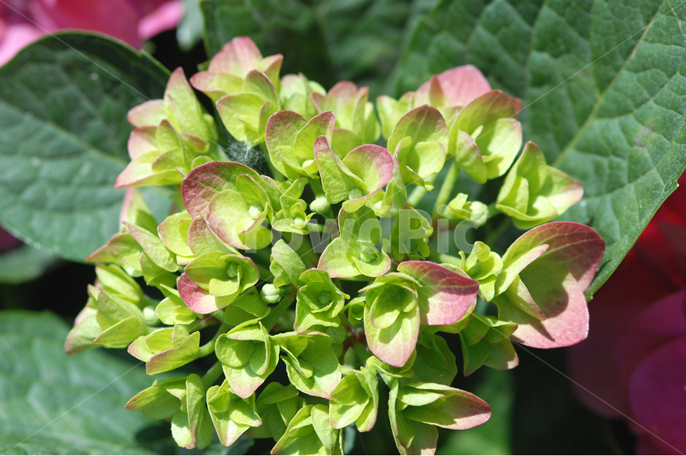 자연,꽃,수국,플라워,뷰티,식물,자연,plants,nature,꽃,flower