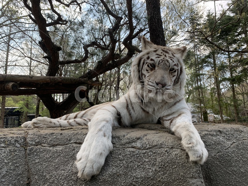 에버랜드,사파리,백호랑이,백호,호랑이,tiger,whitetiger,동물,animal,포유류,mammal