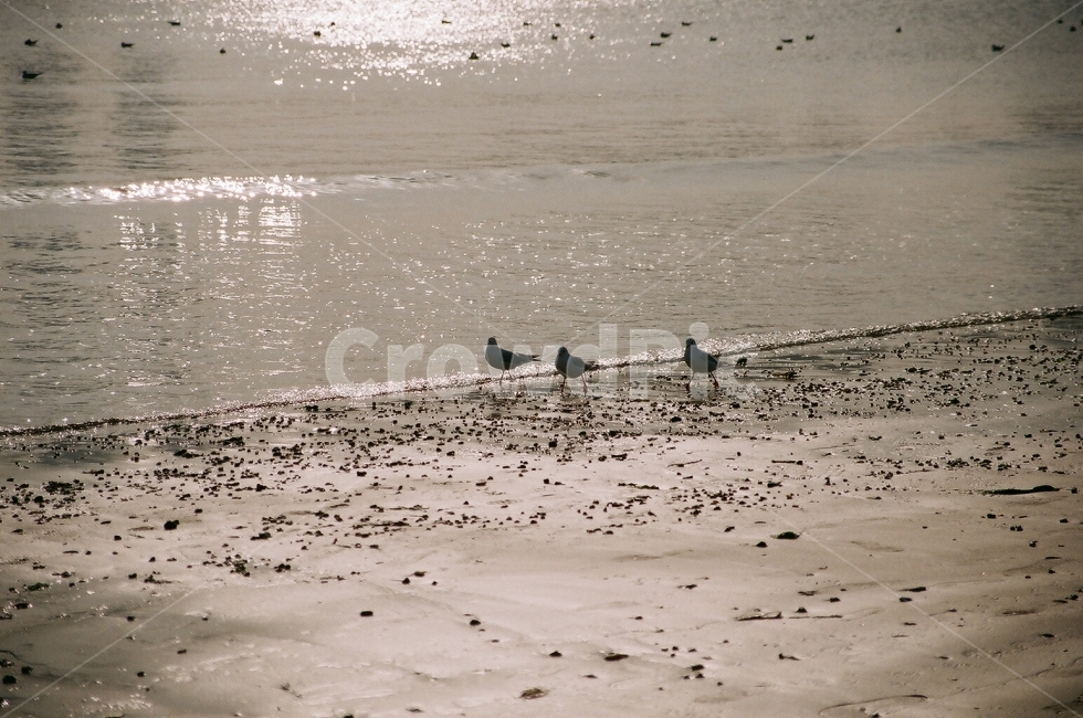 바다,갈매기,파도,해수욕장,모래사장,해변,바다,beach,sea,동물,animal,조류,새,birds,감성,sensible,feeling,휴식,힐링,rest,relaxation,healing