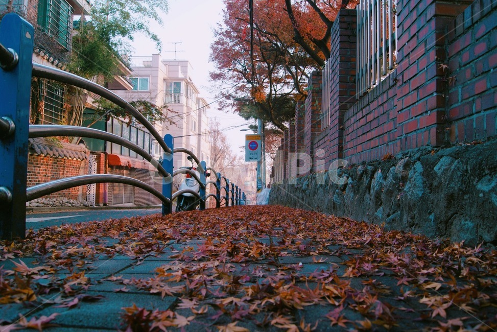 자연,낙엽,가을,떨어진낙엽,담장,fall,가을,계절,fall,autumn,season,handrail,난간,banister