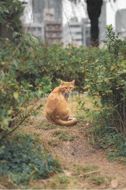 고양이,길고양이,외로움,뒤돌아봄,혼자,동물,animal,포유류,mammal,고양이,cat,kitten,kitty