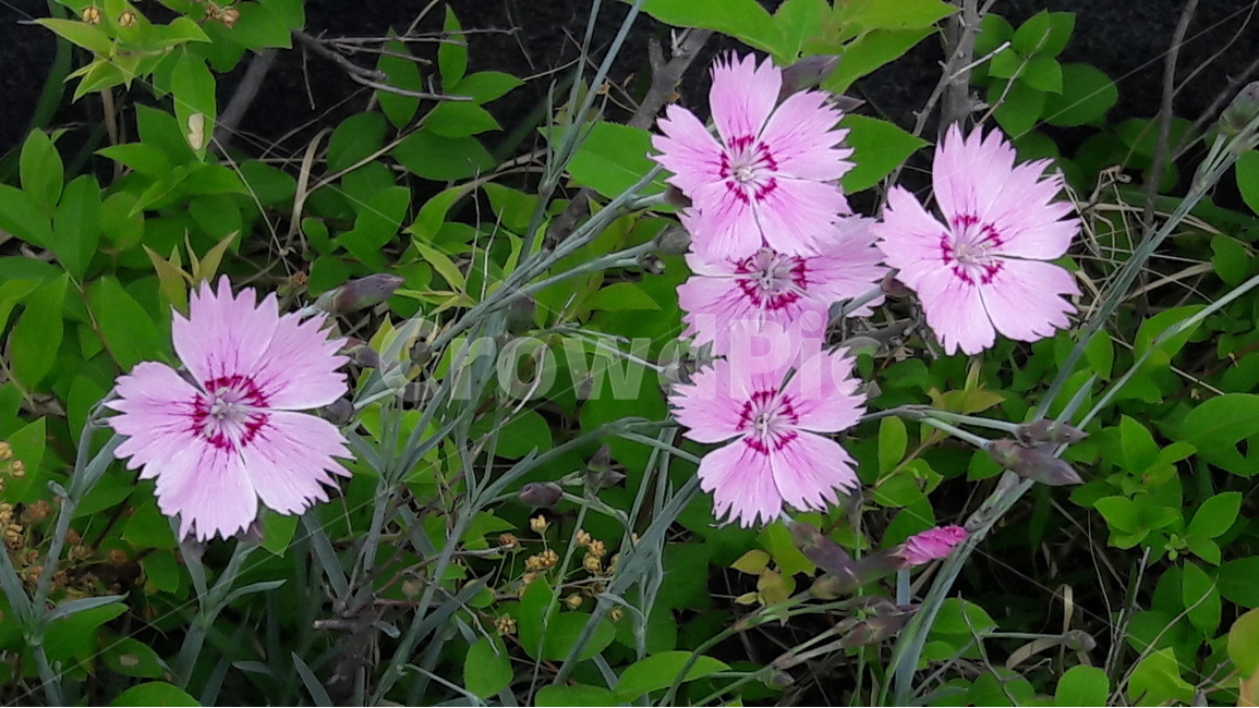 패랭이꽃,꽃,순결한사랑,분홍,초록,식물,자연,plants,nature,꽃,flower