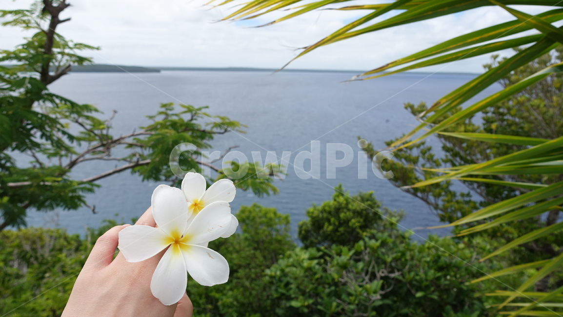 자연,nature,프란지파니꽃,야자수,꽃,flower,바다,ocean,sea,summer,여름,휴가,vacation,휴양지,태평양,남태평양,뉴칼레도니아,열대