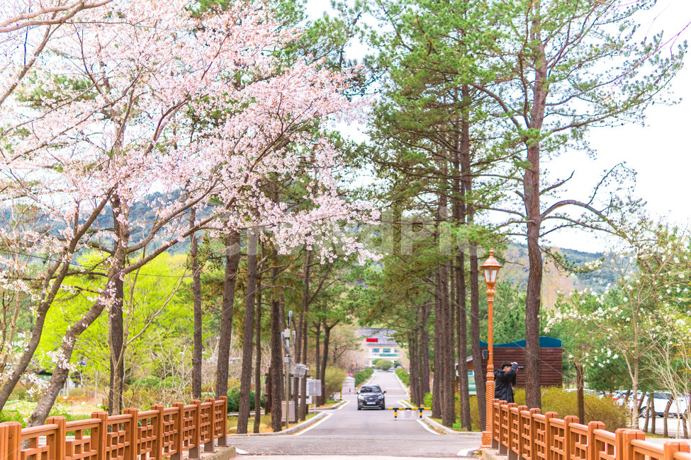 경주,벚꽃,봄,cherryblossom,spring,plant,식물,봄,계절,spring,season