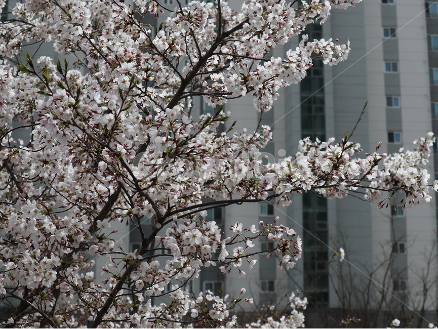 벚꽃,꽃,식물,blossom,flower,봄