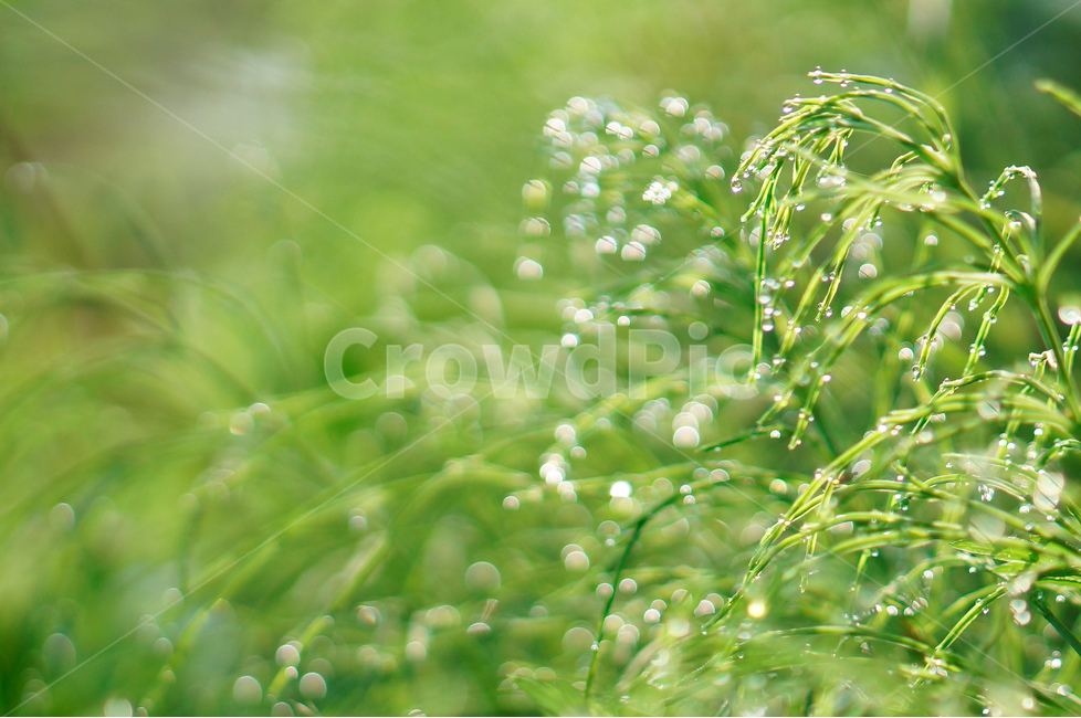 풀,아침,이슬,햇빛,보케,초록,풍경,식물,자연,plants,nature,휴식,힐링,rest,relaxation,healing
