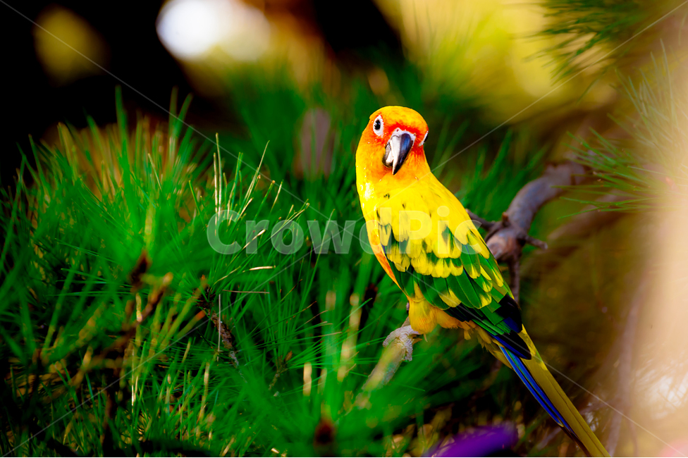 앵무새,새,나무,조류,노랑,동물,animal,조류,새,birds