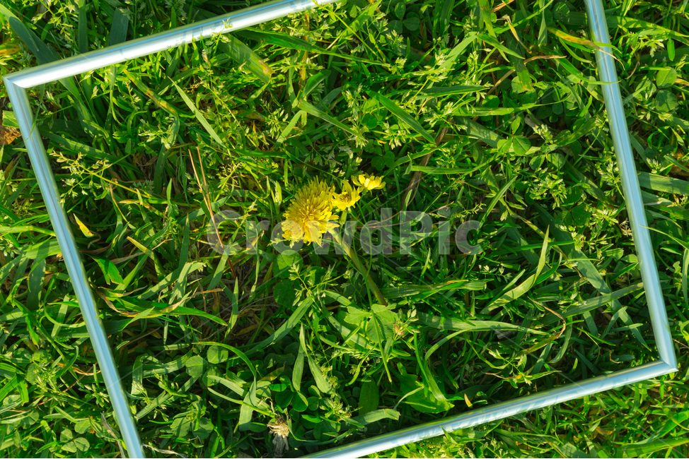 꽃,꽃사진,민들레,초록,식물,자연,식물,자연,plants,nature,꽃,flower