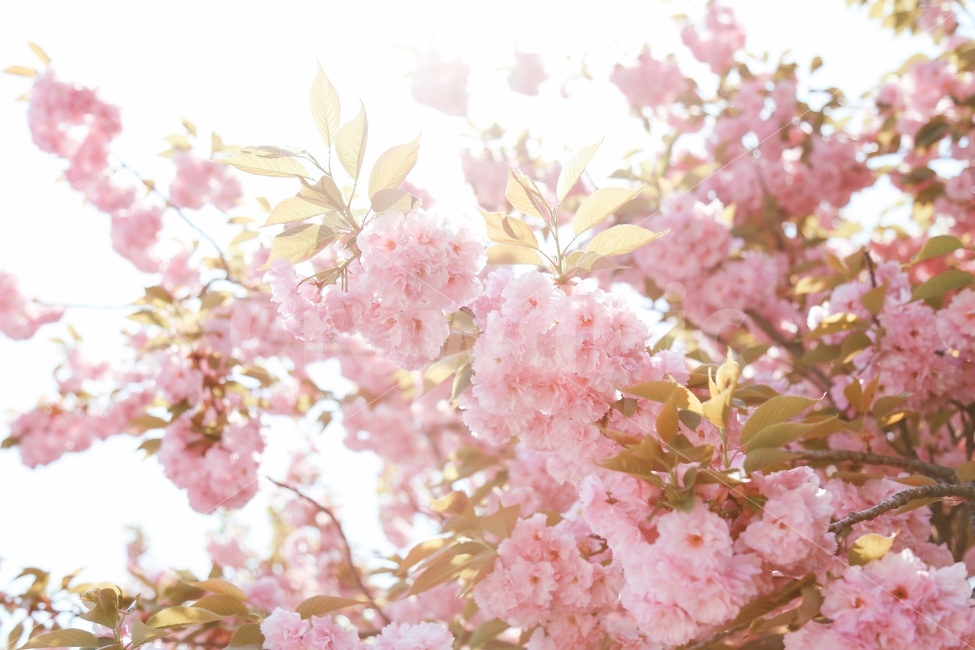 봄,벚꽃,겹벚꽃,자연,풍경,일상,분홍색,감성,꽃,식물,자연,plants,nature,봄,계절,spring,season,꽃,flower,plant,blossom