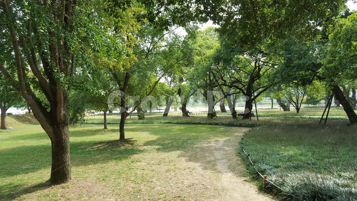 숲,나무,자연,경치,숲속,여유,힐링,자연,풍경,nature,landscape,식물,plants,나무,trees,wood,tree,plant,tree trunk,나무 줄기