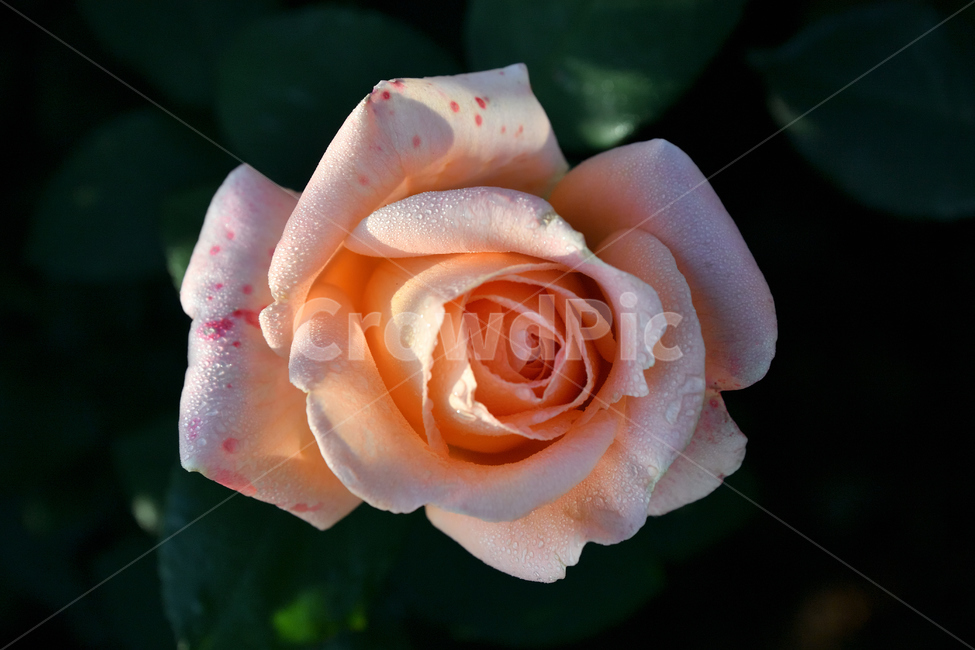 장미,장미꽃,꽃사진,식물,꽃,식물,자연,plants,nature,꽃,flower
