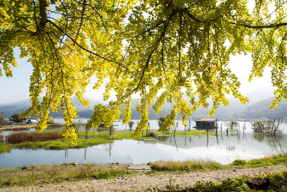 은행나무,저수지,자연,반영,낙엽,가을,계절,fall,autumn,season,자연,풍경,nature,landscape,한국자연풍경,한국자연경관,korea nature landscape,식물,plants,plant,tree,나무,water,물,outdoors,옥외