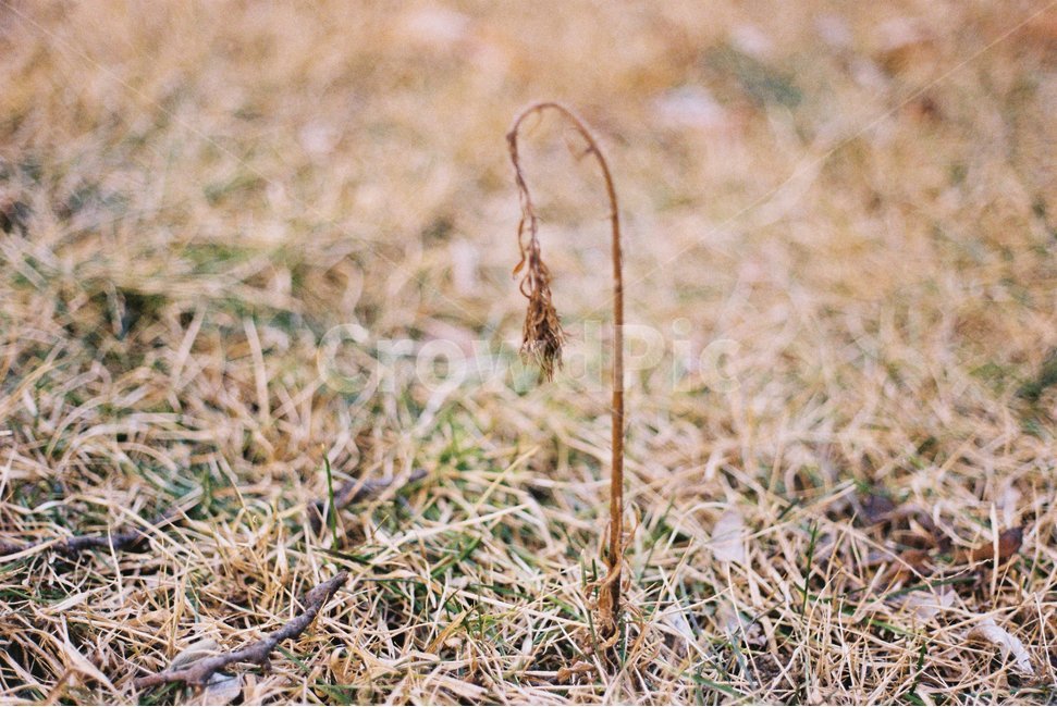 매마름,꽃,마당,건조함,겨울,식물,자연,plants,nature,감성,sensible,feeling