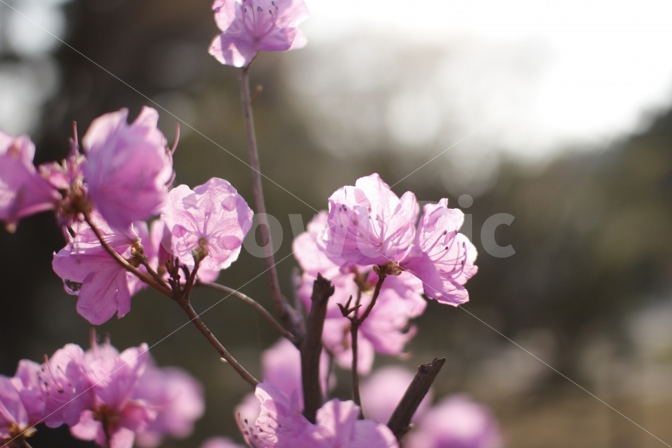 봄,감성,꽃,진달래,햇살,따뜻함,행복,핑크,korea,flower,봄,계절,spring,season,식물,자연,plants,nature,꽃,flower,감성,sensible,feeling,blossom,geranium,제라늄,plant