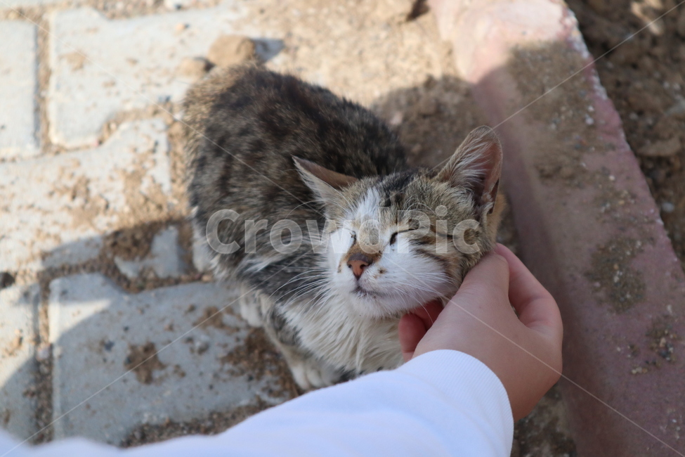 동물,animal,pet,mammal,cat,포유류,고양이,아기고양이,새끼고양이,kitten,dirty,dust,동물,animal,포유류,mammal,고양이,cat,kitten,kitty