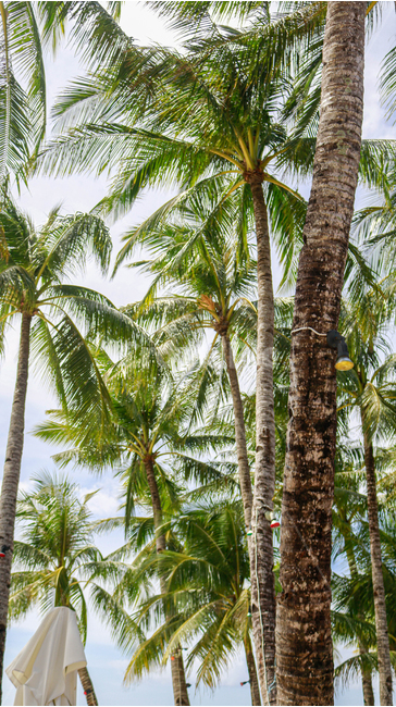 plant,야자수,식물,tree,나무,palmtree,보라카이,휴양지,휴양,섬,휴가