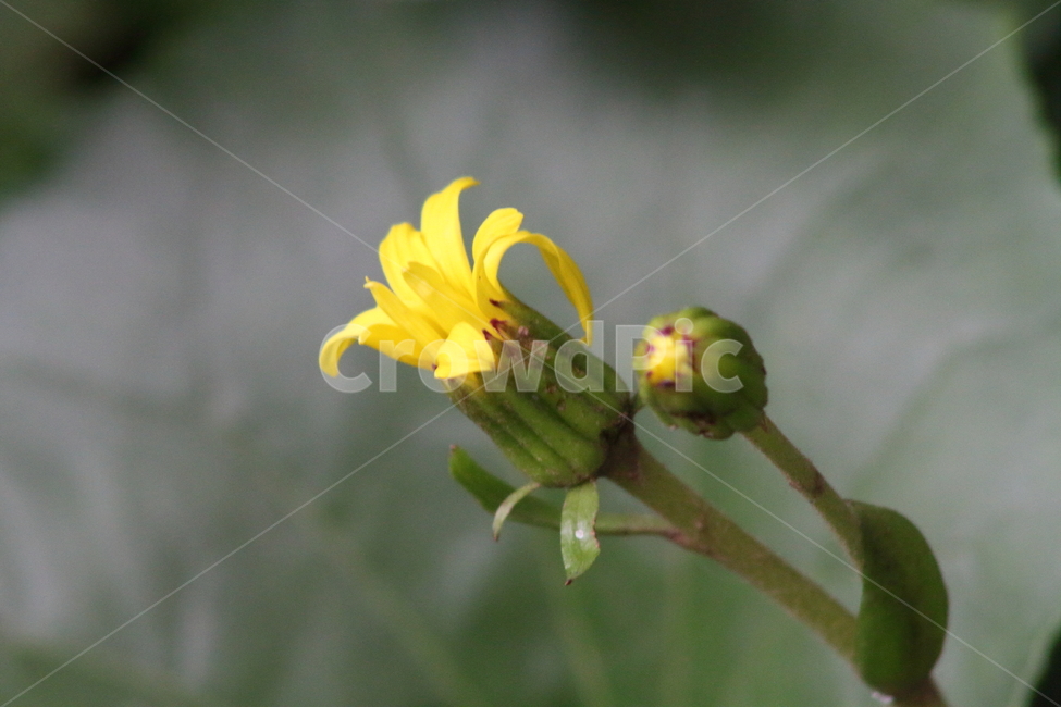 털머위,갯머위,꽃,약용식물,leopardplant,식물,자연,plants,nature,꽃,flower