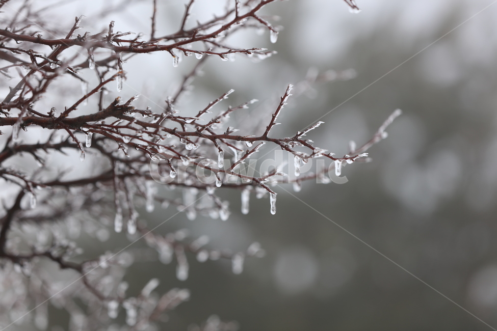 tree,winter,ice,wood,icicle,branch