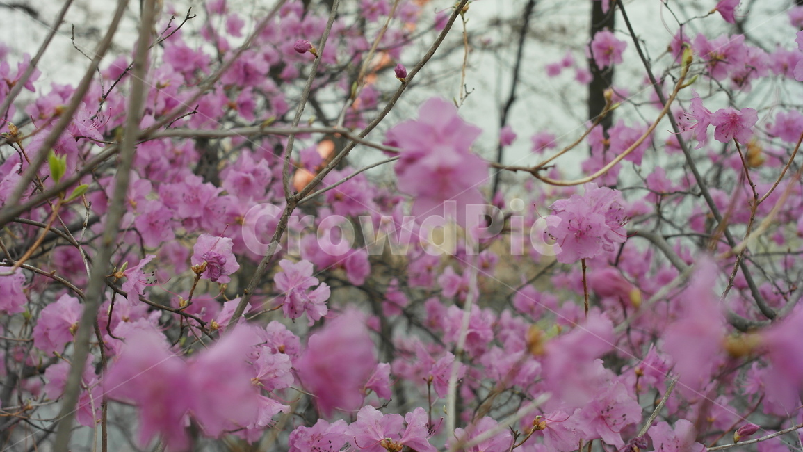봄,진달래,꽃,자연,아름다움,분홍색,nature,flower,봄,계절,spring,season,식물,자연,plants,nature,꽃,flower,plant,blossom