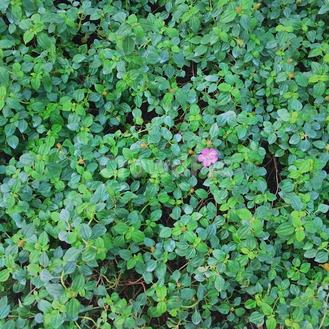식물원,꽃,초록,토끼풀,핑크,식물,자연,plants,nature