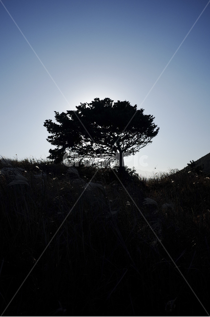 outdoors,옥외,landscape,경치,nature,자연,scenery,풍경,hill,언덕,plant,식물,tree,나무,silhouette,실루엣