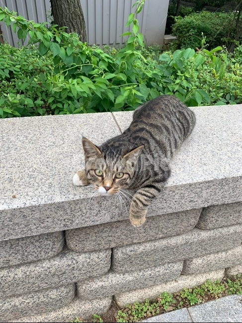 고양이,길냥이,야옹이,코리안숏헤어,동물