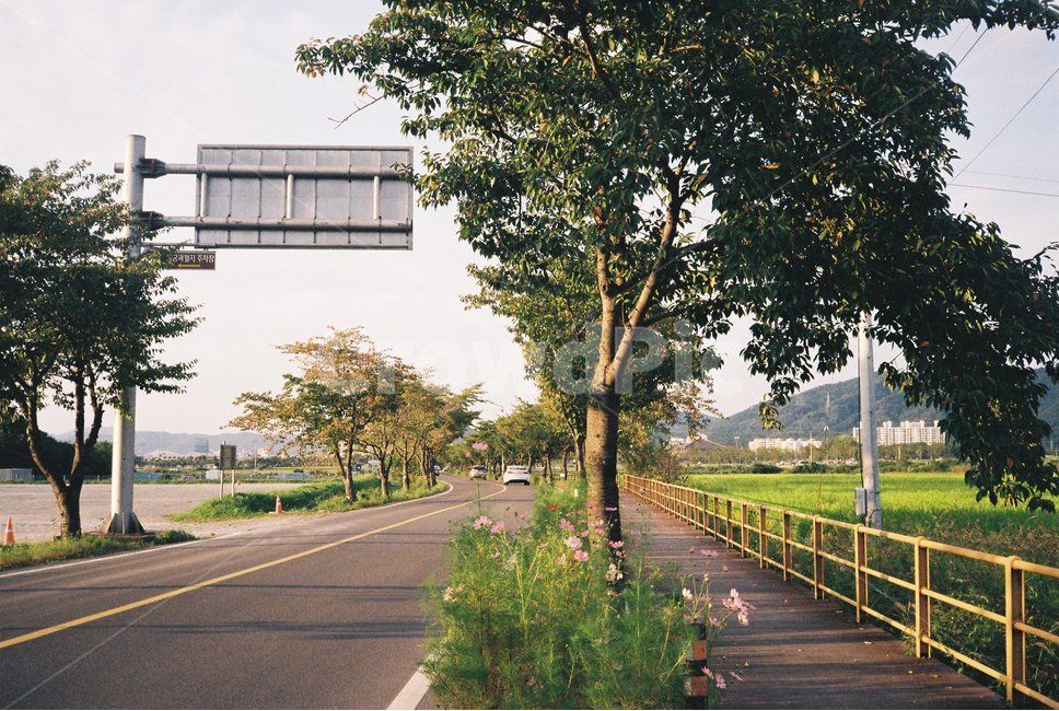 꽃길,꽃,시골,산책길,감성사진,필름,시골풍경,산책,봄,가을,countryside,flower,spring,fall,walkingpath