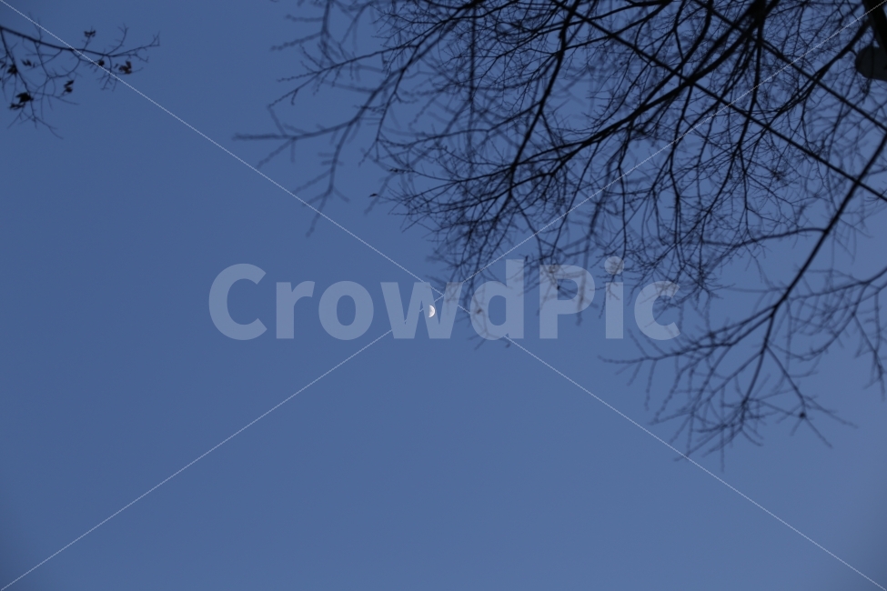 하늘,달,나무,moon,sky,blue,색감,파스텔,자연,풍경,nature,landscape,야경,밤,nightscape,night,outdoors,옥외