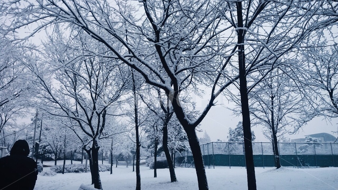 겨울,눈,공원,아버지,뒷모습,snow,winter,father,back,white,겨울,계절,winter,season,자연,풍경,nature,landscape,사람,인물,인간,human,person,outdoors,옥외