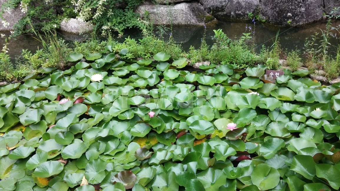 꽃,나무,돌,나비,벌,공원,숲,식물,자연,plants,nature,꽃,flower