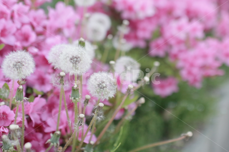 민들레,밀들레홀씨,야생화,꽃,봄,봄철,식물,자연,plants,nature,꽃,flower
