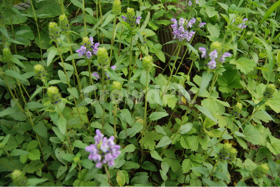 식물,들꽃,야생화,자연,봄,식물,자연,plants,nature,꽃,flower