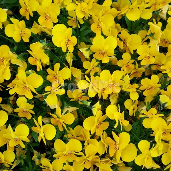 yellow,제비꽃,꽃,flower,노랑,화단,자연,원예,조경,gold,노란색