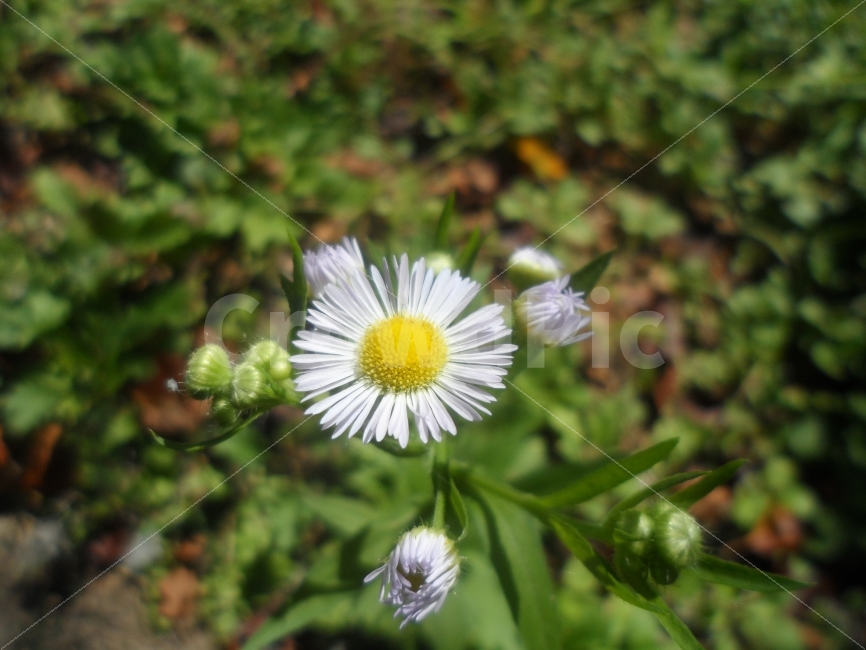 국화,들국,작은,것들,가을꽃,식물,자연,plants,nature,꽃,flower