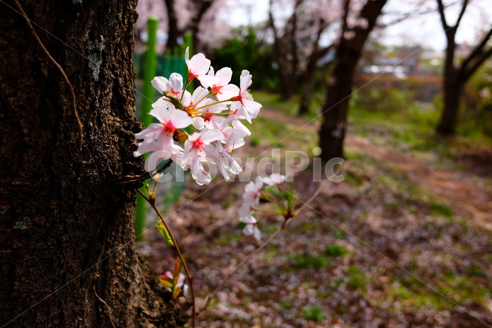 벚꽃,봄,꽃,나무,자연,풍경,봄,계절,spring,season,식물,자연,plants,nature,꽃,flower,plant,tree trunk,나무 줄기,tree
