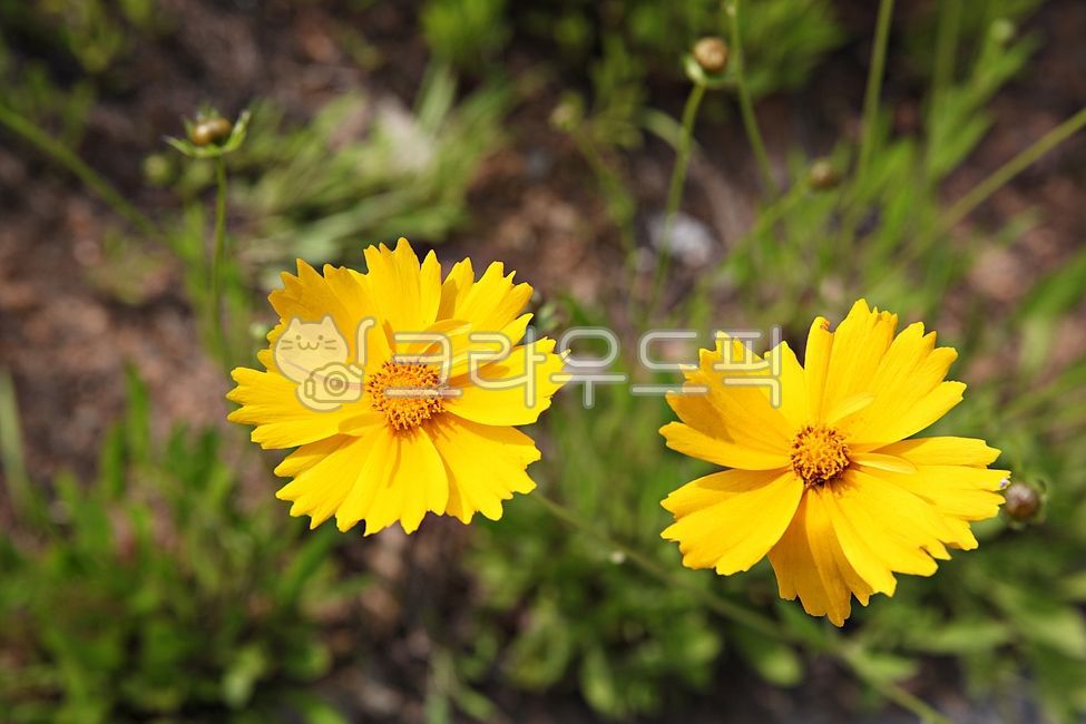 spring flowers,spring,petal,nature,plant,yellow,leaf,golden pheasant soup,park,flower