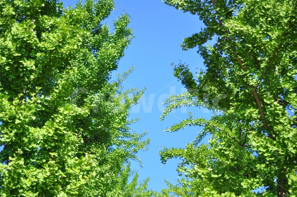 어린이대공원,하늘,나무,가지,나뭇잎,파란하늘,파란색,초록색,childrensgrandpark,grandpark,park,trees,leaves,branches,blue,sky,bluesky,green,colorful,자연,풍경,nature,landscape,vegetation,초목,plant,식물,tree,woodland,삼림지,forest,숲,outdoors,옥외,land,땅,bush,부시