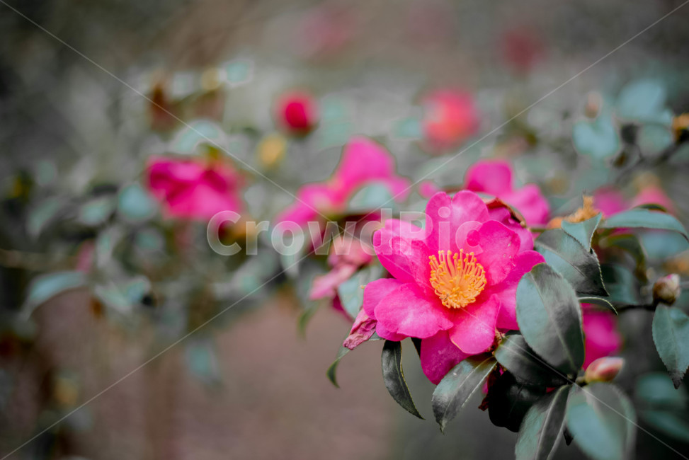 동백나무,동백,홍동백,식물,꽃,식물,자연,plants,nature,꽃,flower