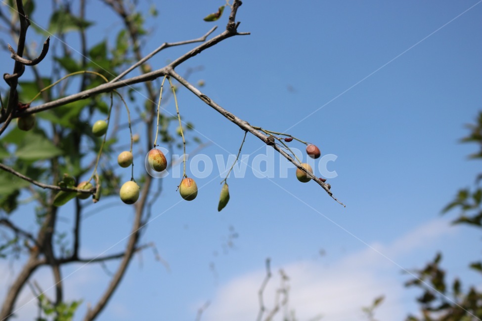 대추,대추나무,열매,하늘,구름,자연,초록,식물,fruit,kudamono,sky,sora,cloud,kumo,nature,green,midori,plants,shokubutsu,식물,자연,plants,nature,과일,열매,fruit