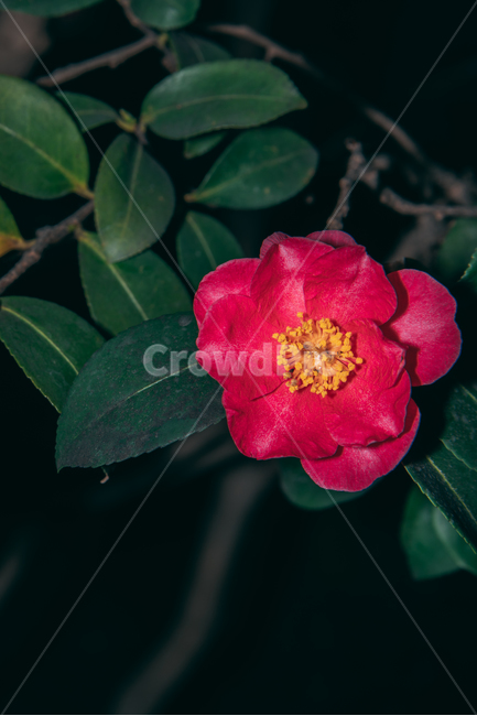 동백꽃,꽃,동백,동백나무,봄꽃,빨강,초록,빛,식물,자연,plants,nature,flower,bloom,배경화면,식물,자연,plants,nature,꽃,flower