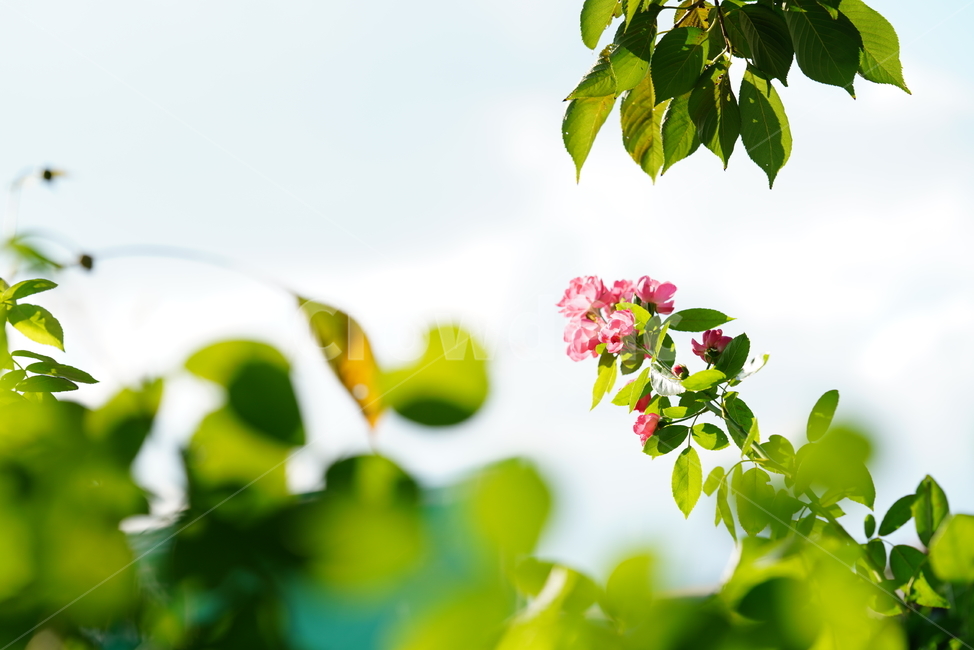 장미,꽃,플라워,식물,생물,생명,flower,plant,leaf,잎,식물,자연,plants,nature,꽃,flower